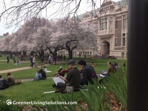 Music in the quad 2015